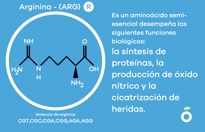 molecula-de-arginina-aminoacido-semi-esencial-v2