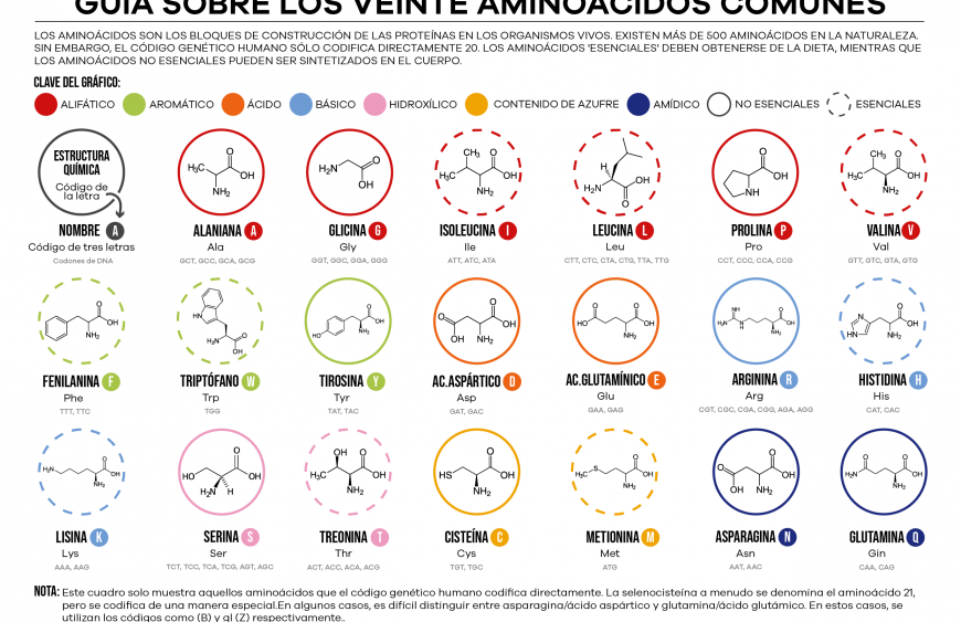 Tabla de aminoácidos con alimentos ricos en ellos